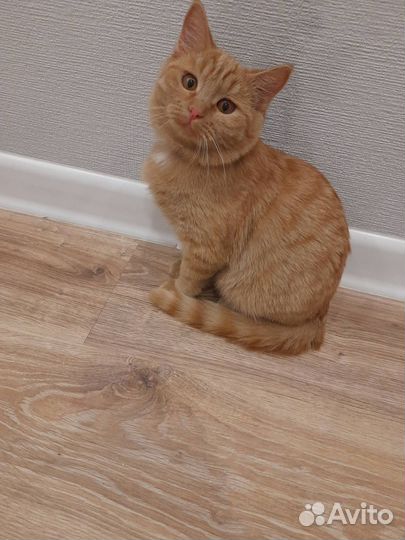 Рыжий котенок