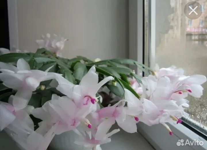 Комнатные цветы