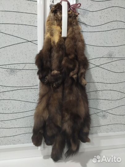 Шкуры соболя