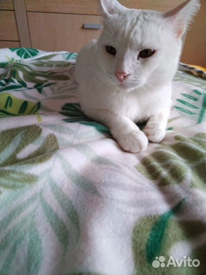 Шанс в поисках уютного дома