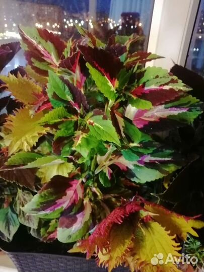 Колеусы вегетативные