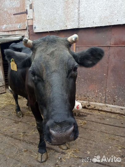 Корова стельная дойная