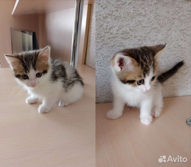 Котята в добрые руки мальчики