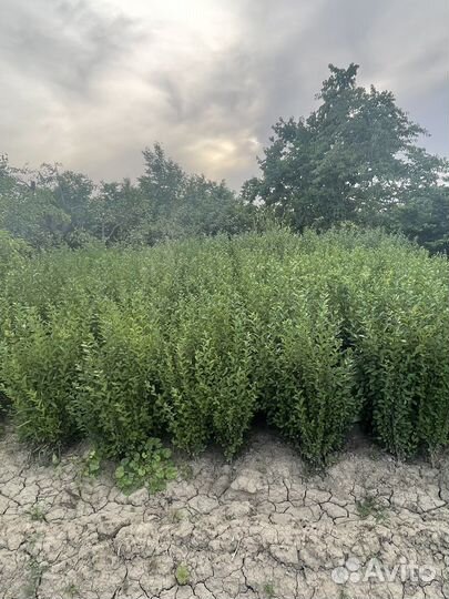 Лигуструм(Бирючина)