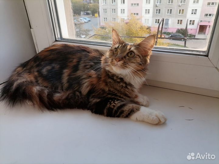 Черепашка ищет родителей