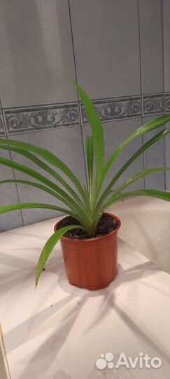 Хлорофитум, денежное дерево, земеокулькас, кактус