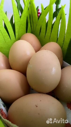 Домашние куриные яйца