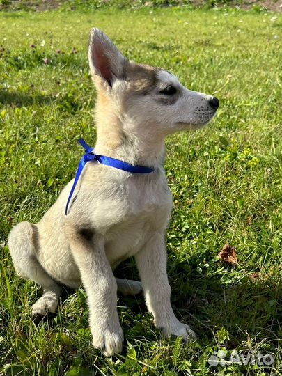 Щенки в добрые ответственные руки. Бесплатно