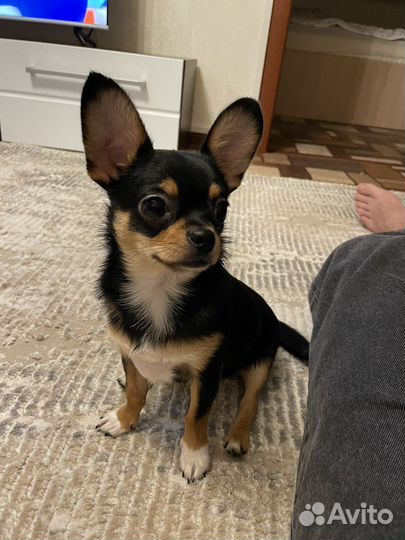 Чихуахуа кабель для вязки