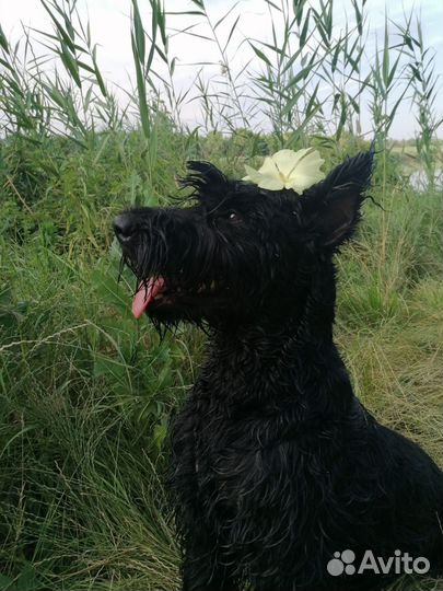 Щенки ризеншнауцера