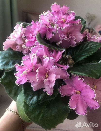 Сортовая фиалка, ав-Джоли