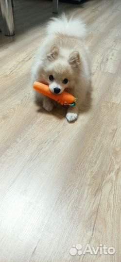 Ищем невесту