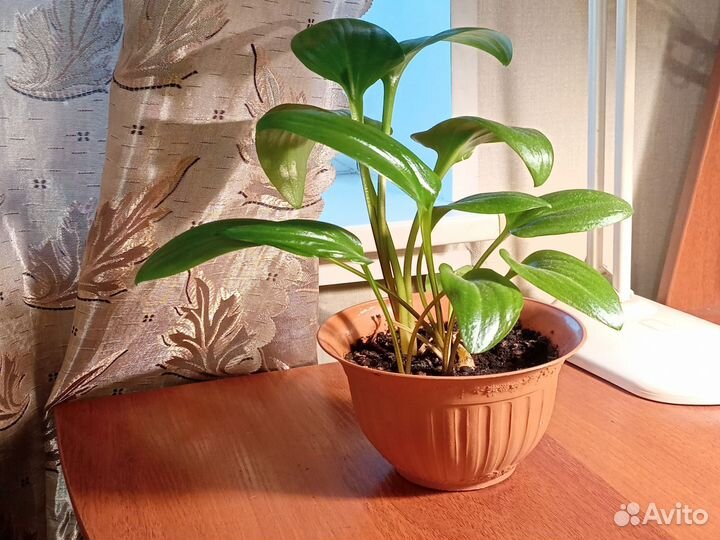 Спатифиллум, Дримиопсис