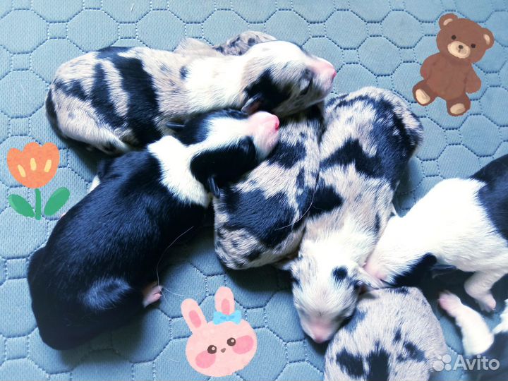 Щенки бордер колли