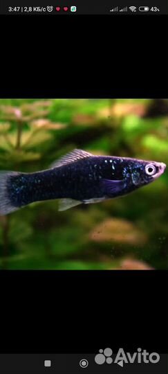 Рыба черный меченосец