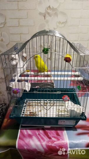 Попугайчики