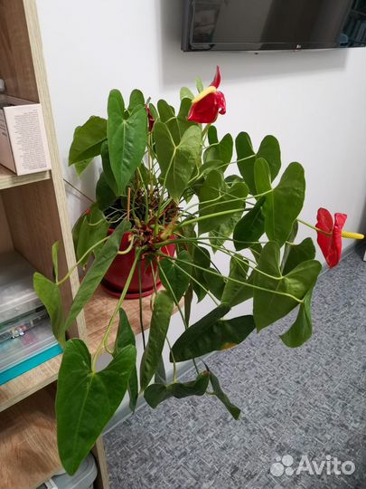 Комнатные цветы антуриум