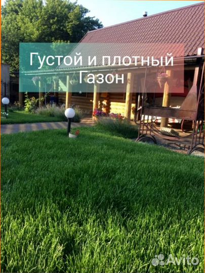 Газонная трава