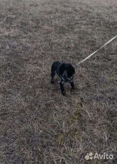 Русский спаниель