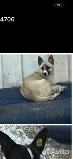 Собака в добрые руки отдам бесплатно