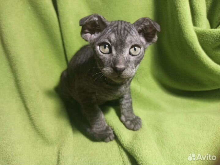 Донской сфинкс котята