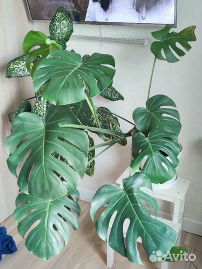 Монстера деликатесная