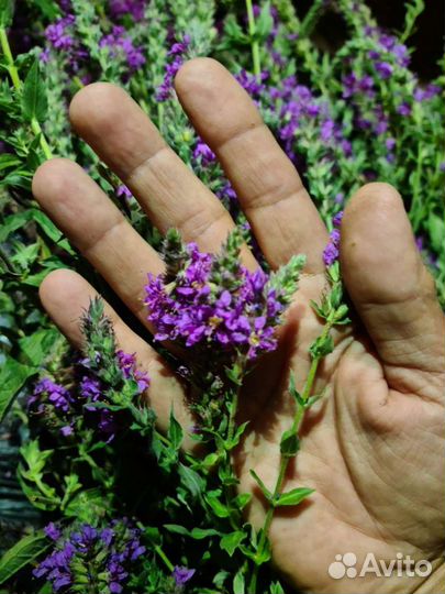 Травы, Крым