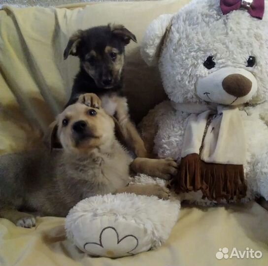 Малыши для души(венгерская выжла)