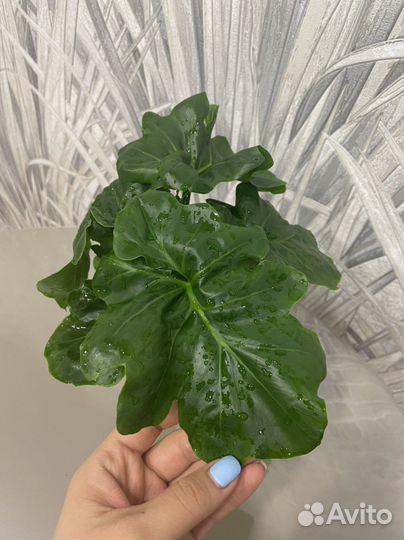 Комнатные растения Филодендрон Атом