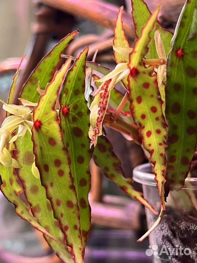 Бегония Амфиоксус