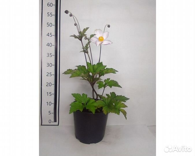 Анемона войлочная Robustissima