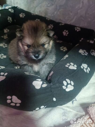 Померанский шпиц минюшечки)