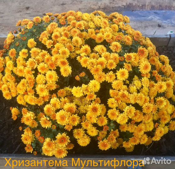 Мультифлора