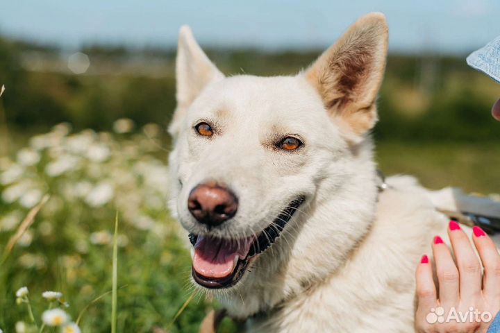 В поисках дома