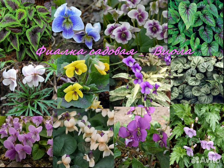 Фиалка садовая, виола, саженцы