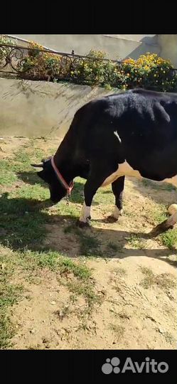 Коровы дойные молочные