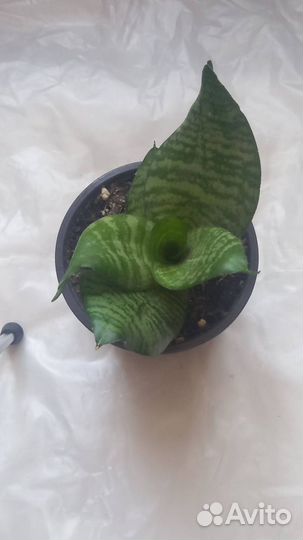 Один из благодатных цветов для Вашего жилища