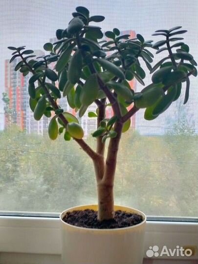 Денежное дерево