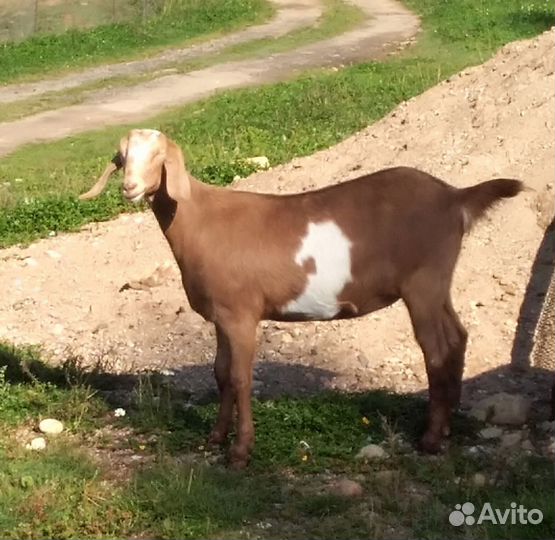 Молодые козочки, козлы