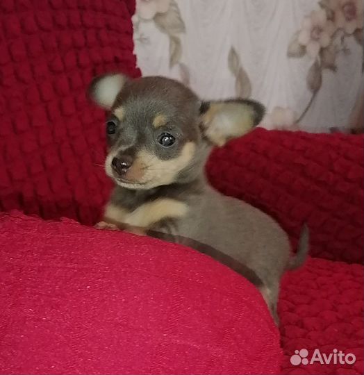 Щенки тойтерьер мини