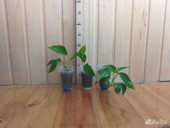 Рэо и Сциндапсус лиана