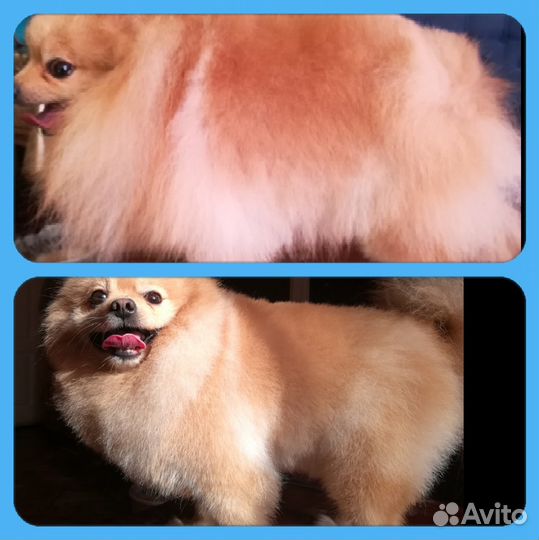 Стрижка собак