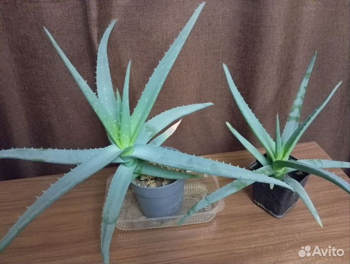 Алоэ лечебный