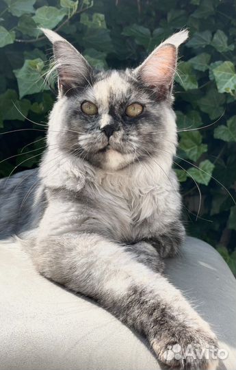 Шикарная кошечка мейн-кун