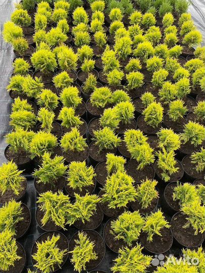 Туя шаровидная Мириам с2-с3