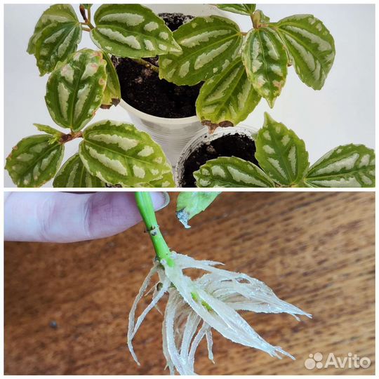 Комнатные цветы - пилея, фиалка и другие