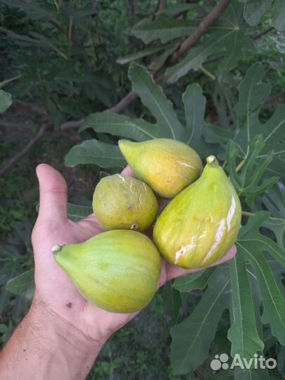 Инжир далматский