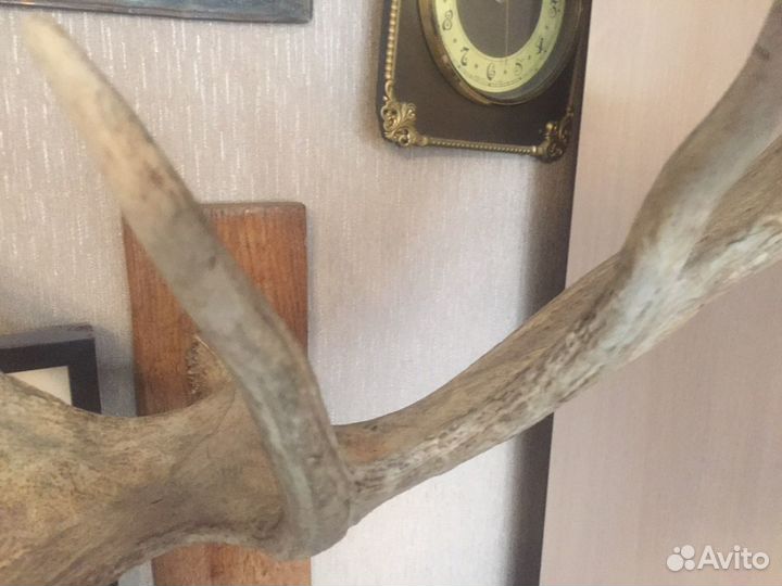 Рога лося подарочные