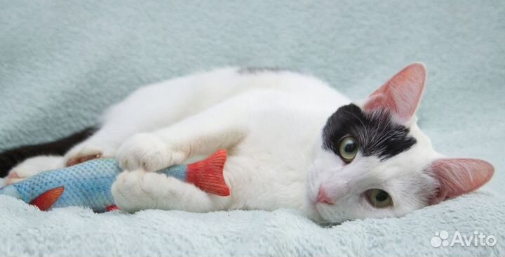 Отдам кота в добрые руки