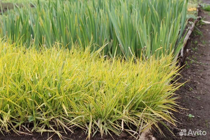 Лисохвост жёлтый